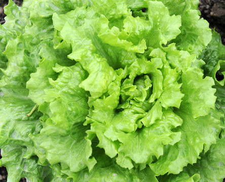 在土壤中生長的生菜