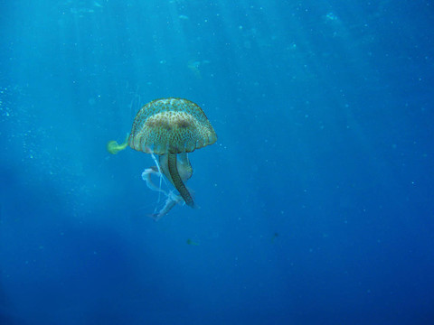 海洋中的漂浮的野生水母