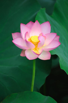 蓮花