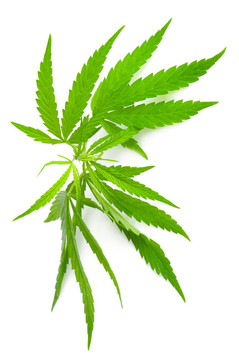 大麻