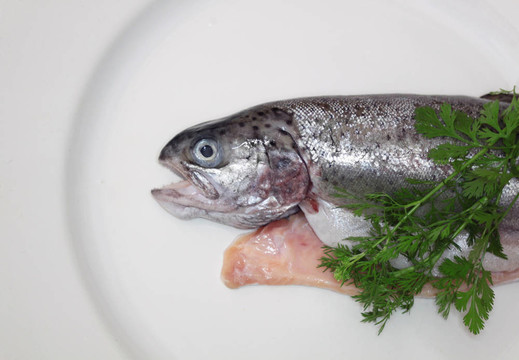 鱒魚