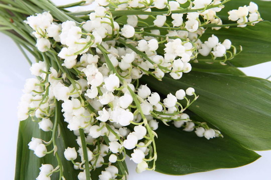 山谷的莉莉