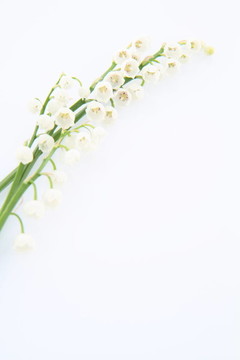 山谷的莉莉