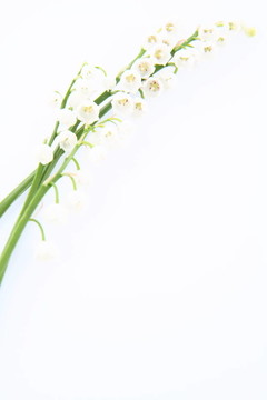 山谷的莉莉