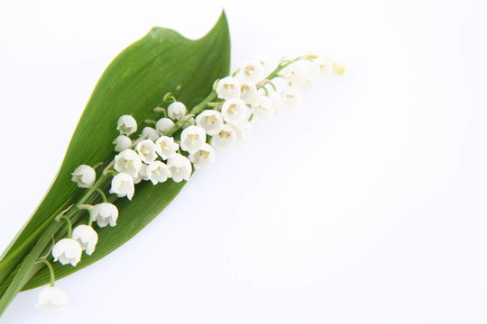 山谷的莉莉