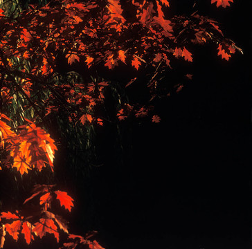 紅與黑。