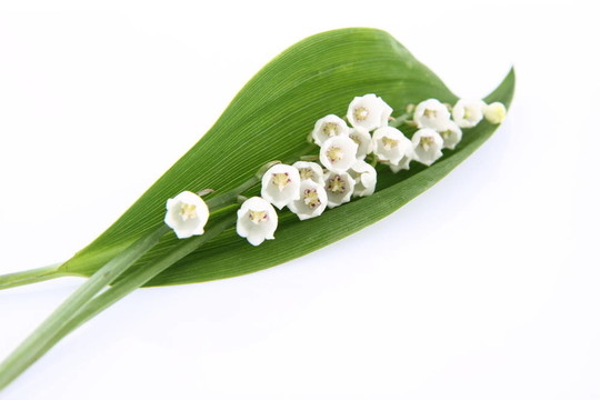 山谷的莉莉