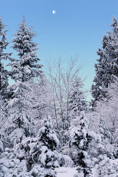 下雪的早晨