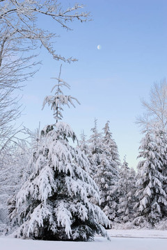 下雪的早晨