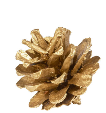 畫松樹(shù)的球果