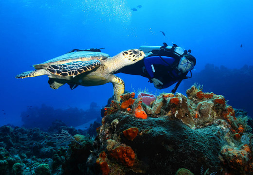 潛水員和Hawksbill Turtle