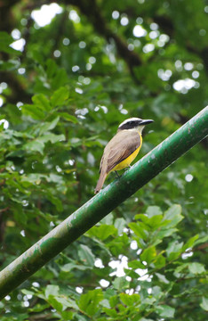 偉大的kiskadee（只大蠅sulphuratus）棲息在燈柱上托土蓋羅；哥斯達黎加；