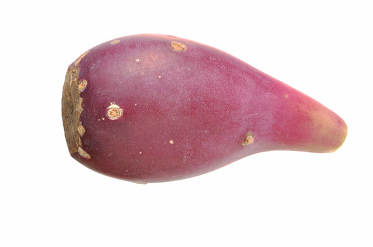 仙人掌