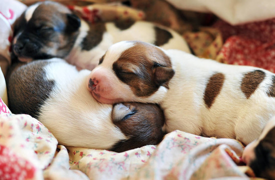 小狗jack russel梗