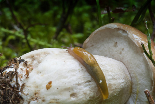 蝸牛移動(dòng)在牛肝菌蘑菇