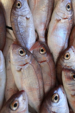 魚