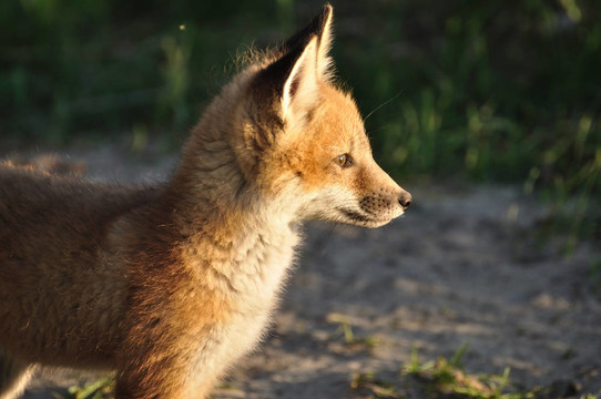 紅色的Fox Kit