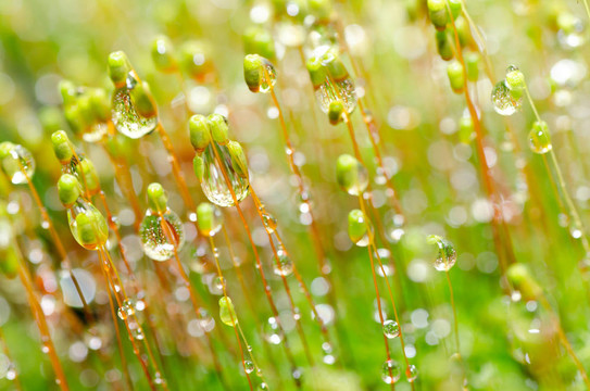 清新苔蘚與綠色水滴
