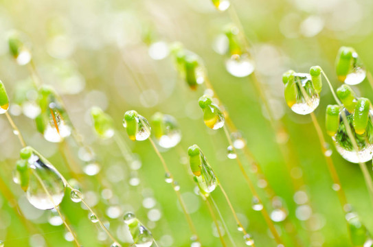 清新苔蘚與綠色水滴