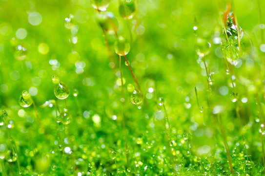 清新苔蘚與綠色水滴