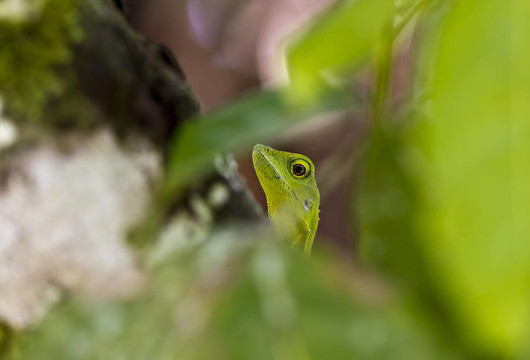 綠色的蜥蜴偷看