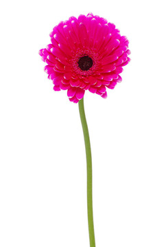 太陽(yáng)花