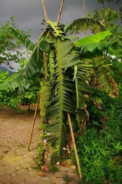 一串香蕉