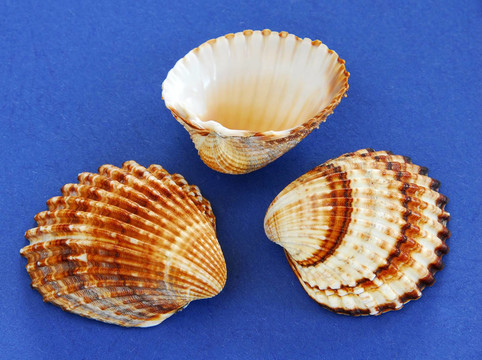 海貝殼
