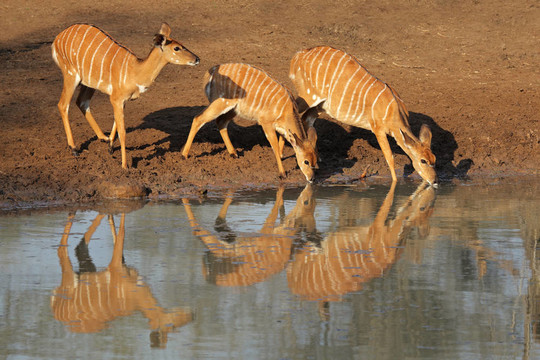 Nyala antelopes喝