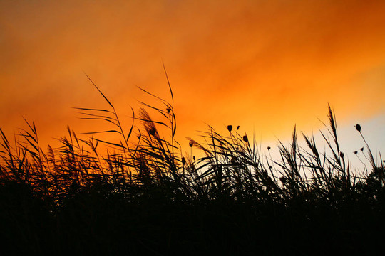 在煙熏夕陽(yáng)蘆葦