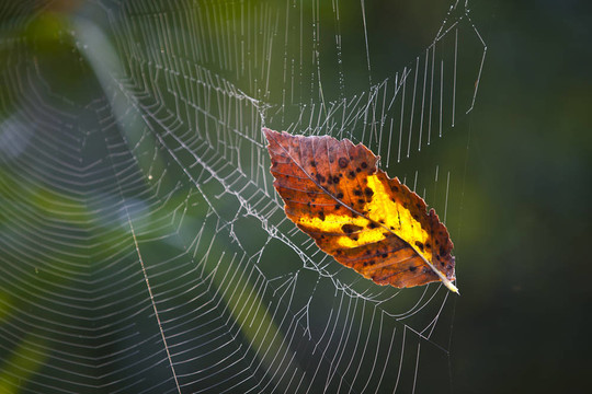 葉在spider-web