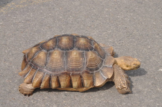 托爾狄斯