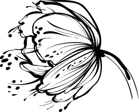 白色的花蕾