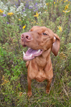 幸福的期待維茲拉犬犬Wild Flowers