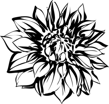 菊花黑白素描