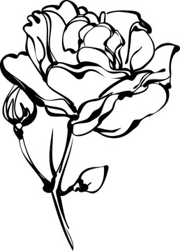 白色的花蕾上白色的玫瑰