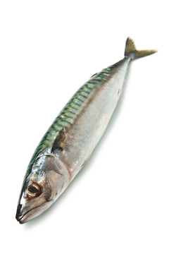 鯖魚