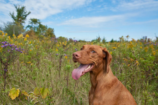 幸福的期待維茲拉犬犬Wild Flowers