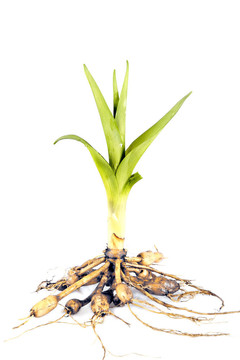 綠色植物根的細(xì)節(jié)