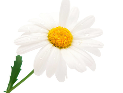 雛菊
