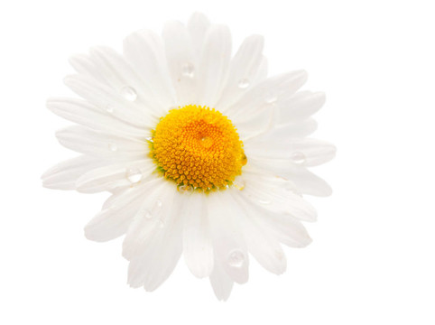雛菊