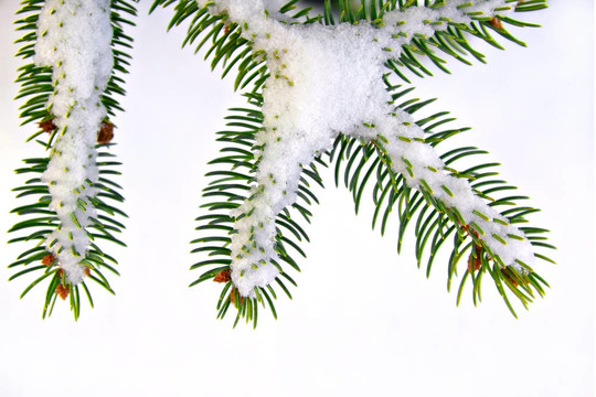 冰雪覆蓋松樹枝