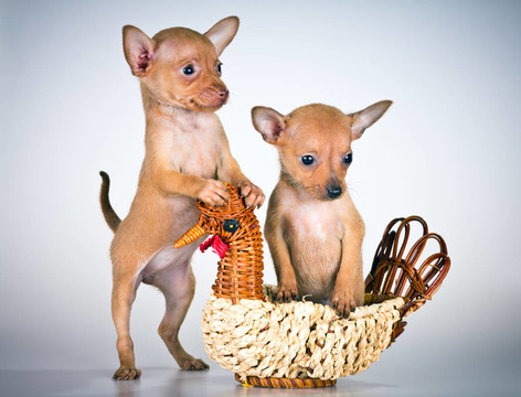 俄羅斯玩具獵犬幼犬