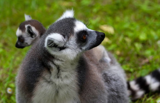 Lemur的家人