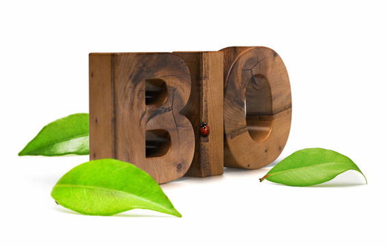 木質(zhì)生物詞綠色葉子和瓢蟲在白色背景