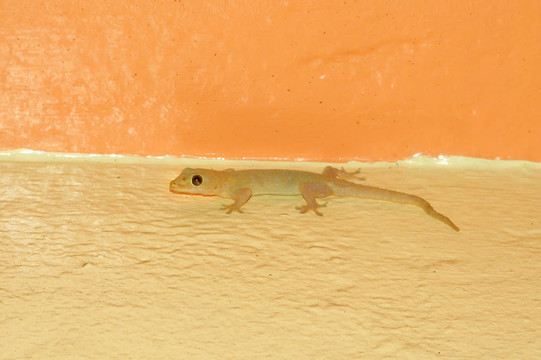 壁虎（Hemidactylus frenatus）