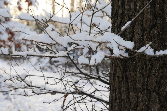 樹在冬天的時候；雪覆蓋的樹枝
