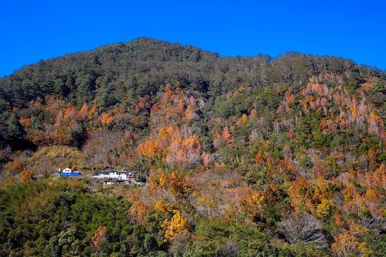 帶紅黃葉的山
