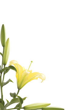 百合花框架和綠葉