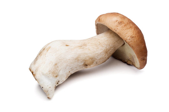 牛肝菌蘑菇白色隔離